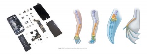 vergleich_Iphone_tetrapod_limb